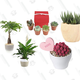 House Plant and Succulent Gold Box | Amazon